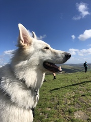 Is there a breed I'm missing?