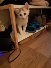 Picking up the kittens tomorrow