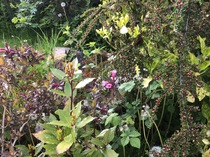 Another plant ID please