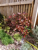 Planted mix of ericaceous and non ericaceous plants - help? New build!