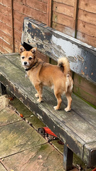 Name your crossbreed - I have a Whaffy.