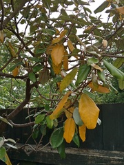 Is this tree pot bound and dying? (Pics inc.)