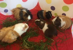 Posting for traffic - anyone with guinea pig breeding knowledge? Escaped boar!!