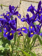 Can anyone identify these flowers please?