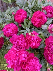Show us your peonies!