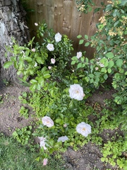 Rose advice