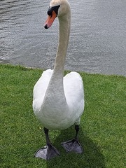 ADs shelter in The Sleeping Swans and have a group hug