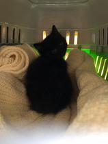 Ideas for instilling good habits in cats