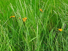 Has anyone actually put real grass IN their garden?