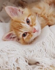 How to go about buying a cat