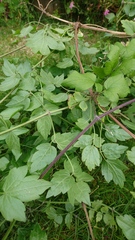 Is this a weed?