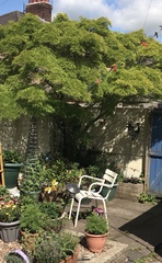 New build needing a bit of privacy without annoying the neighbours - what would you plant here?