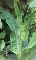Another plant ID please