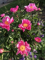 Show us your peonies!