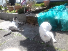 ‘Do cats have any friends?’