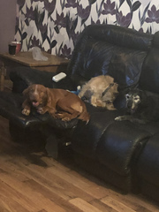 Name your crossbreed - I have a Whaffy.