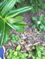 Plant I.D