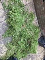 Plant growing like wildfire - what is it?