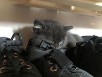 Ideas for instilling good habits in cats