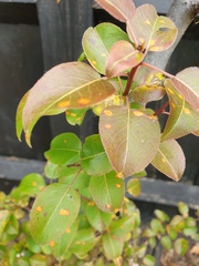 What is this do you think?