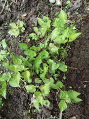 Can anyone identify these please