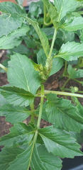 What is wrong with my dahlia?