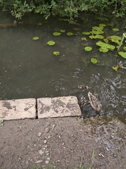 Nature appreciation thread