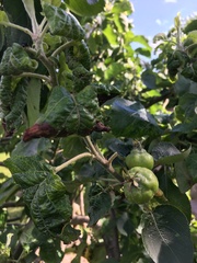 My apple tree is looking awful- any advice you wise gardening people?