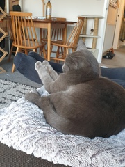 Let's see your sleeping cat pictures
