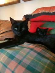 Stinky cat with Kittens