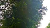 How to trim neighbour's pine tree hanging out on our side