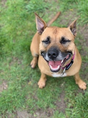 Name your crossbreed - I have a Whaffy.