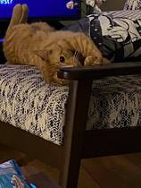 help to settle a very scared cat!