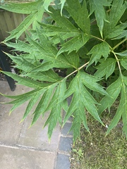 Plant ID please