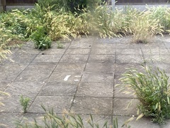 Someone has painted a smiley face in my garden