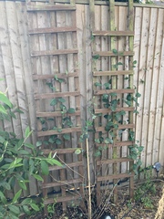 Does my honeysuckle look OK or is dying?