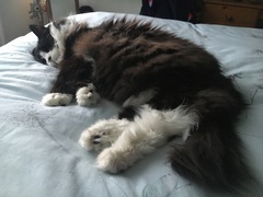 Night night beautiful Alfie