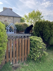 Chez Ollie - All welcome especially Not My Cats. General Cat chat thread