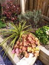 Planted mix of ericaceous and non ericaceous plants - help? New build!
