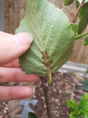 Silver Birch problem identification help