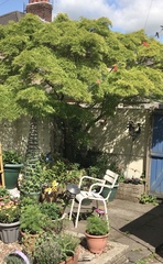New build needing a bit of privacy without annoying the neighbours - what would you plant here?
