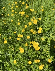 Wild flowers