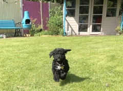 Puppy Survival Thread - May