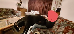 Does your dog sit like this?