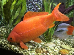 Can any goldfish experts help me?