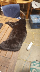 Let's see your sleeping cat pictures