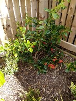 Planted mix of ericaceous and non ericaceous plants - help? New build!