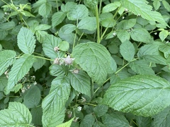 Another ID - these ones have me stumped!