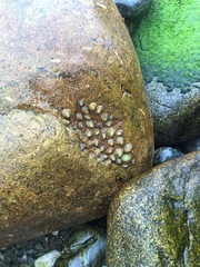 Nature appreciation thread