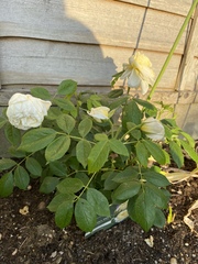 Fried roses